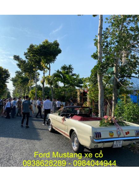 Cho thuê xe cổ Ford Mustang ở TPHCM